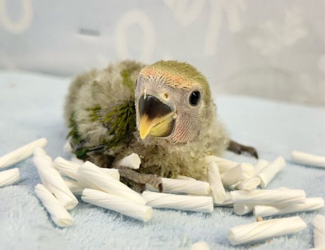 可愛いぞ💚コザクラインコ (ノーマル) 2023年12月生まれ