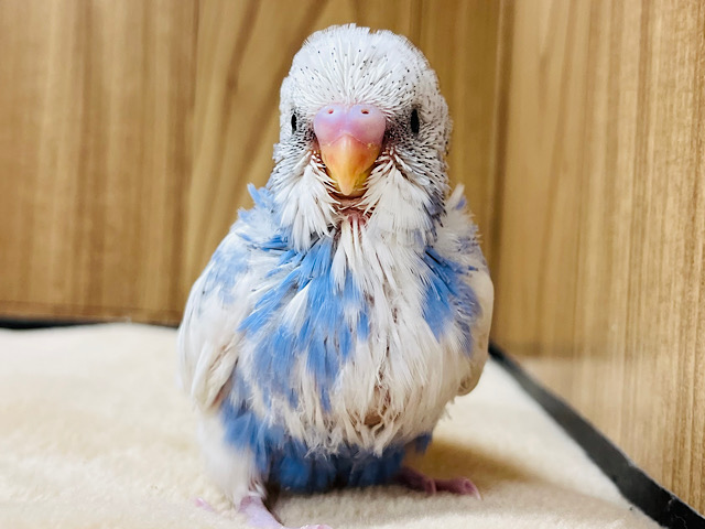マルっと可愛らしい印象の子♡セキセイインコ(パイド) ヒナ