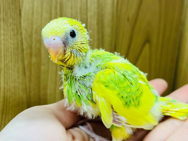 アクティブ代表🙋‍♀️セキセイインコ(パイド) ヒナ