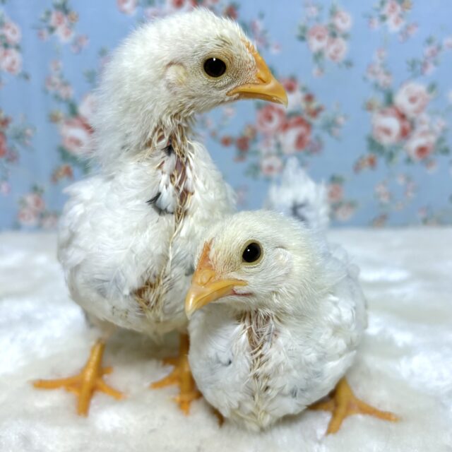 チャボ & ウコッケイ  ヒヨコ登場‼️🐤🐦🐤🐦