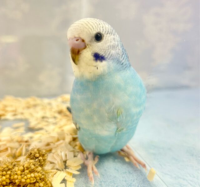 青空カラー️🩵セキセイインコ(ブルーオパーリン)2023年12月生まれ