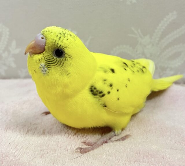 きゅるんな瞳をみて💕セキセイインコ(ハルクイン)2024年1月生まれ