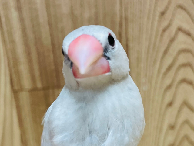 【最新画像・動画更新🪄】ご飯の時間は別人だ！シルバー文鳥 ヒナ