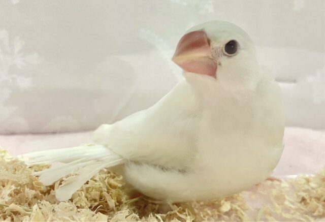 ✨️最新画像✨️ふわふわマシュマロなの‪‎🤍*。 白文鳥 2023年12月生まれ