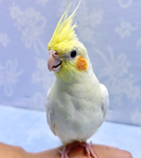 立派なトサカ💛オカメインコ(ルチノー) 2023年10月生まれ
