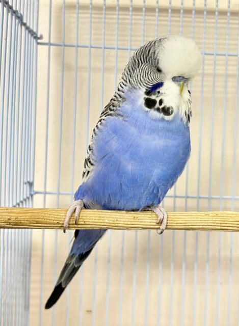 モフッ💭ジャンボセキセイインコ(ブルーオパーリン) 2023年6月生まれ