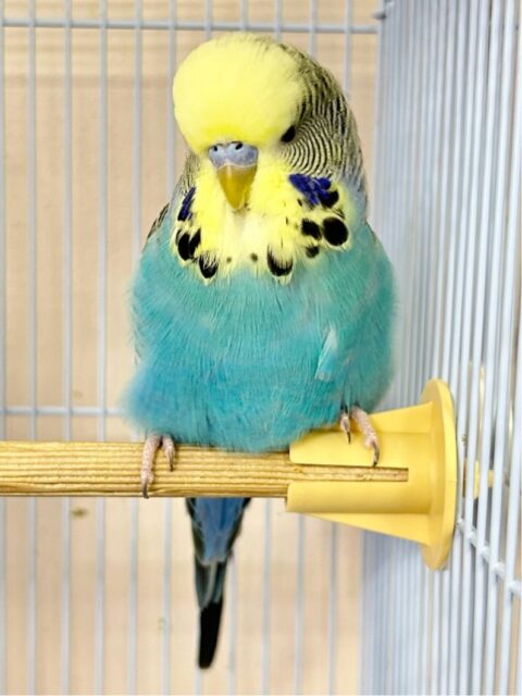 ふわふわ💛🩵 ジャンボセキセイインコ (オパーリンブルー イエローフェイス)2023年6月生まれ