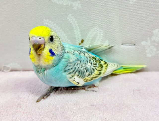 淡いカラー🦋セキセイインコ(レインボースパングル) 2024年1月生まれ