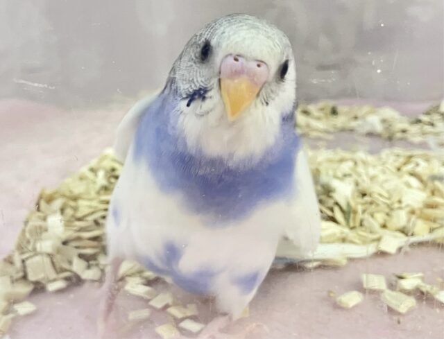 テチテチ隊隊長は今日もゆく💕🐾 セキセイインコ (パイド)2024年1月生まれ