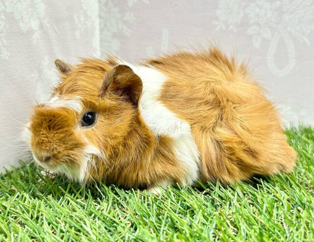 ぬいぐるみみたい🧡モルモット巻き毛(2色)  女の子2023年12月生まれ