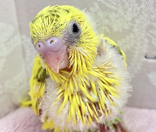 ニッコリ笑顔でみんなトリコじゃ〜！！😍セキセイインコ イエローハルクイン (2024年1月生まれ)