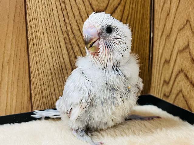 わた毛たっぷり博士ちゃん👴🏻☁️ジャンボセキセイインコ ヒナ