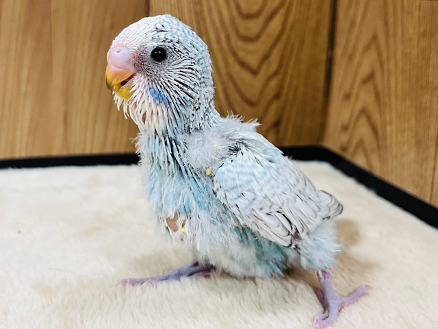 アピール力なら負けないぞ！！ジャンボセキセイインコ(スパングル) ヒナ