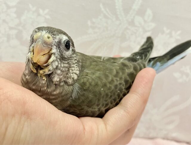 ✨️最新画像✨パヤパヤおっとりちゃんはモッフモフ💖アキクサインコ(2024年1月生まれ)