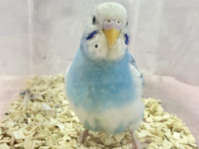 ✨️最新画像✨️空色カラー️🩵💭セキセイインコ (パイド) 2023年12月生まれ