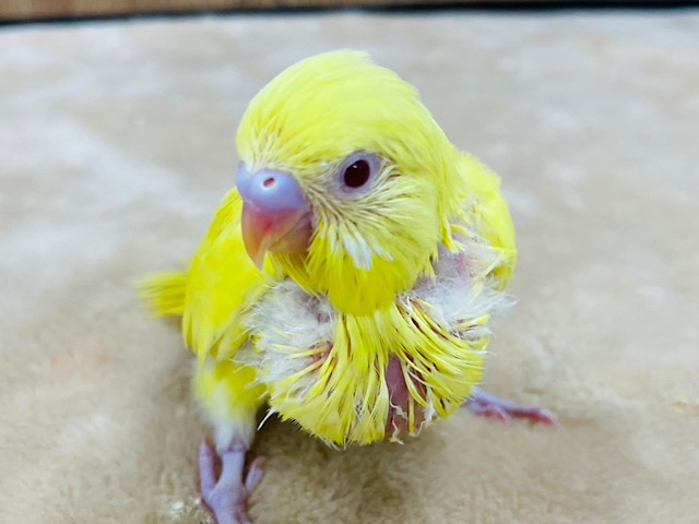 ピッカピカイエローが眩しいっ✨セキセイインコ(ルチノー) ヒナ