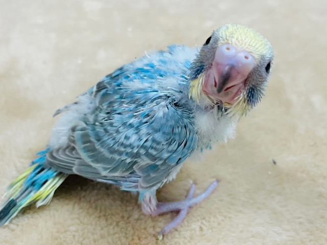 わくわくが止まらないっ♪セキセイインコ(レインボー) ヒナ