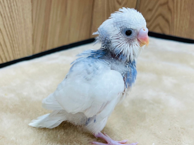 もっともっと大きくなるぞ！‪☆セキセイインコ(パイド) ヒナ