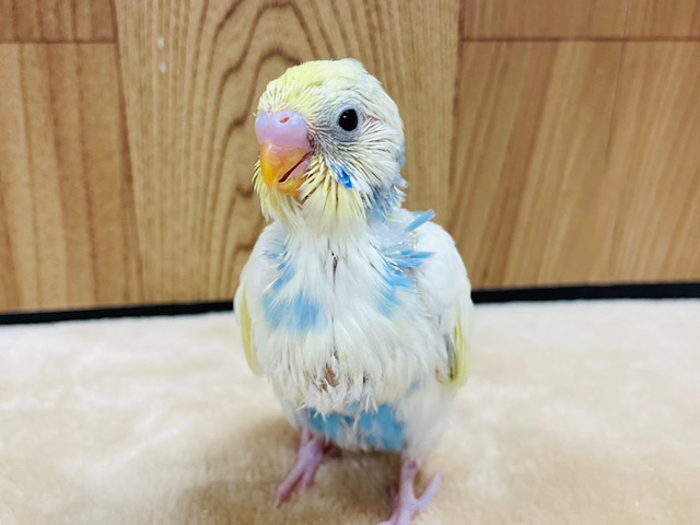 クリームソーダ？レモネード？🧃🍋セキセイインコ(パステルレインボーパイド) ヒナ