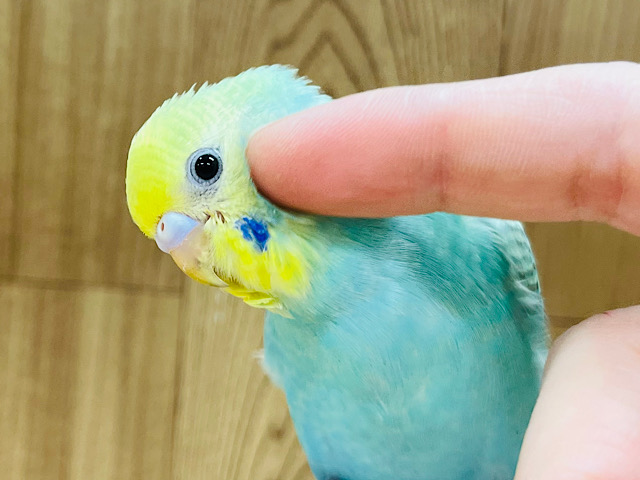 【最新画像更新🪄ひとり餌になりました！】トコトコ冒険開始〜‪☆セキセイインコヒナ(パステルカラーレインボー)