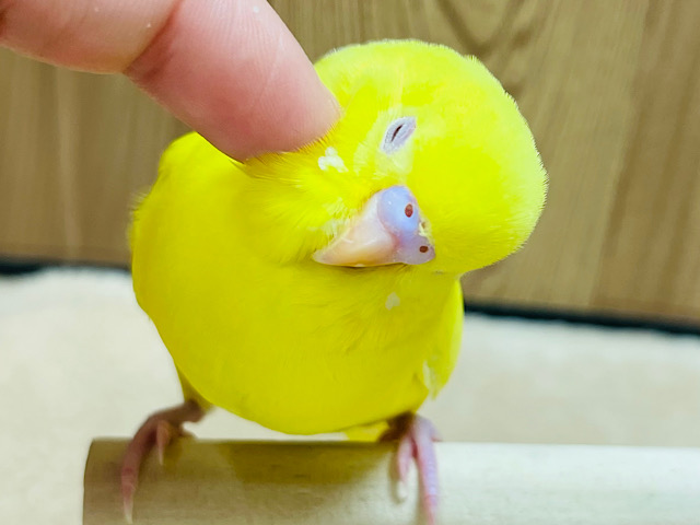 【最新画像更新🪄もうすぐひとり餌‪☆】見ているだけで明るくなれる💛セキセイインコヒナ(ルチノー)