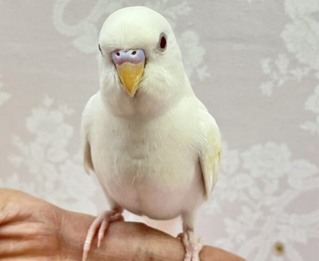 ✨️最新画像✨️パワーチャージ完了！🤩💨💨セキセイインコ(アルビノ)2024年1月生まれ