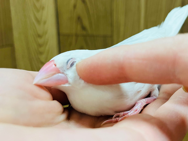 手のひらでとろけちゃう🫧白文鳥