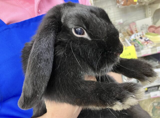 むっちむちボディの食いしん坊🖤ロップイヤーラビット(ブラック) 女の子 2023年3月生まれ