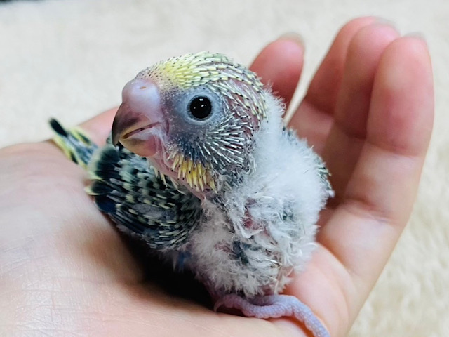 きゅるるんeye✨セキセイインコ ヒナ