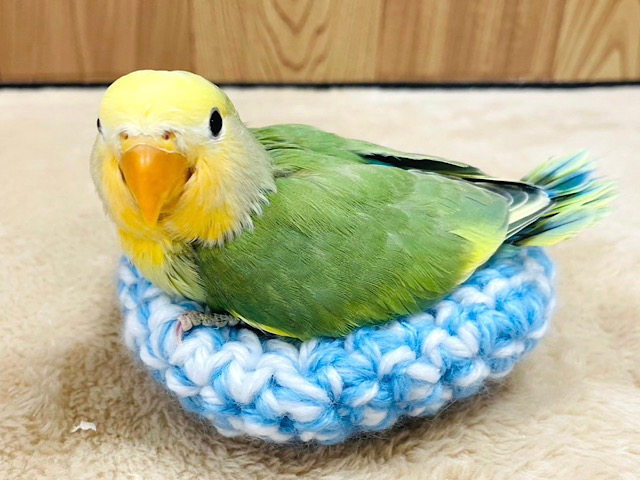 【最新画像更新🪄】果汁たっぷり🫧フレッシュフルーツ🍊🍏✨コザクラインコ(オレンジフェイスブルーチェリーパイド) ヒナ