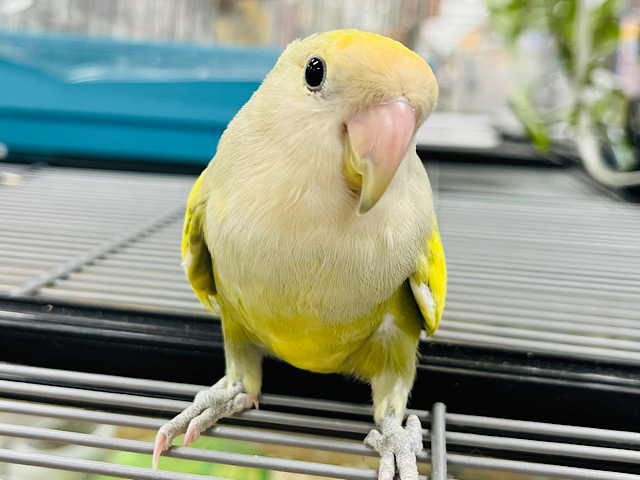 【最新画像更新🪄】どんなカラーになるのかなっ？◎コザクラインコ(バイオレットパイド) ヒナ