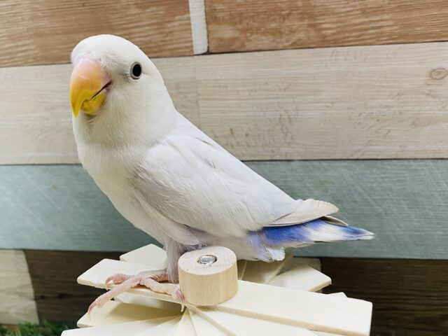 手の上が好きなんです‼️よく馴れてくれそうなコザクラインコ（パリッドバイオレット）