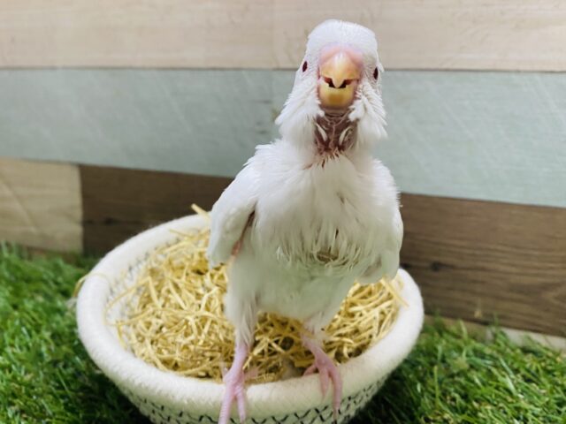 最新画像有り⭐️美白で赤目のキュートなコ💕セキセイインコのアルビノ！！