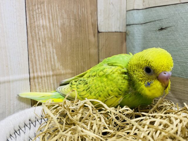 最新画像有り☀️小さなカラダの元気っ子☆セキセイインコのスパングル！！