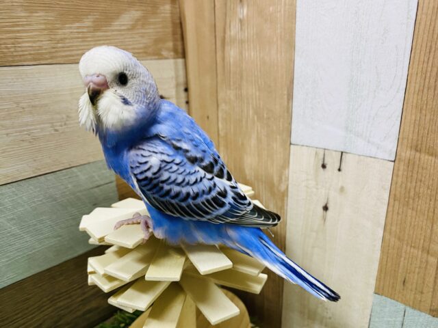 最新画像有り❗️鮮やかなブルーが綺麗な子♪セキセイインコのオパーリン！！