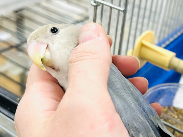 【最新画像更新🪄】大人かっこいいカラーはいかが？♡コザクラインコ(バイオレットオパーリン) ヒナ