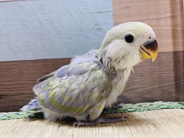 最新画像有り💚どんなお色になるかとっても楽しみなコ⭐️コザクラインコのスパングルグリーン！！