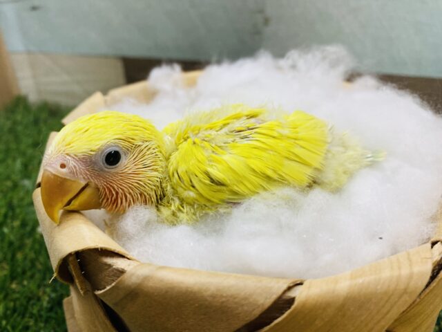 パッと明るいハデハデさん🌟尾羽にも注目です❗️コザクラインコ（ゴールデンチェリー）