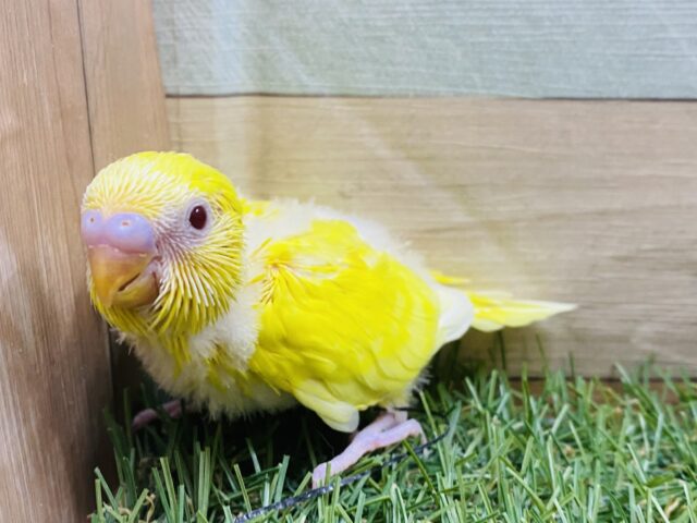 元気をくれそうなイエローカラー💛ちょこんと感の可愛らしいセキセイインコ（ルチノー）❗️