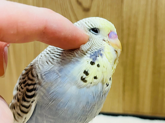 【最新画像更新🪄】魅力的なカラーと表情の子♡ジャンボセキセイインコ(イエローフェイスシナモンオパーリン) ヒナ