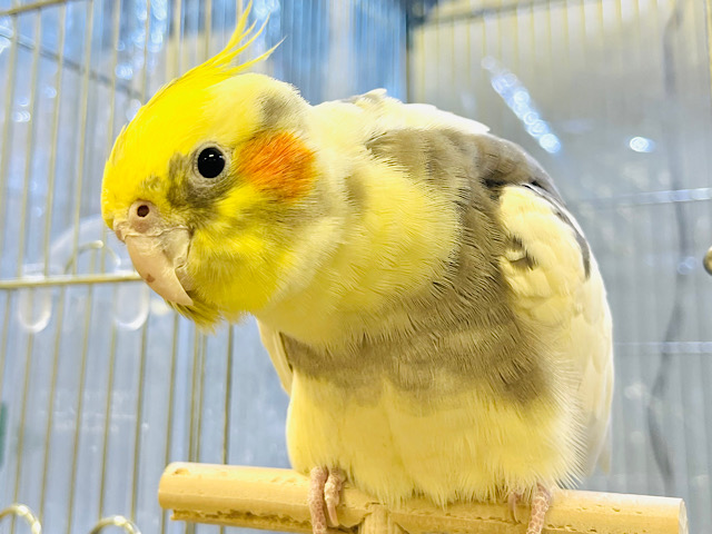 【動画更新🪄】なでなで大好き♡甘え上手♡なオカメインコ(パイド)