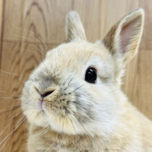 【最新画像更新🪄】目を奪われるくらいの可愛さ♡ネザーランドドワーフ（トート）女の子