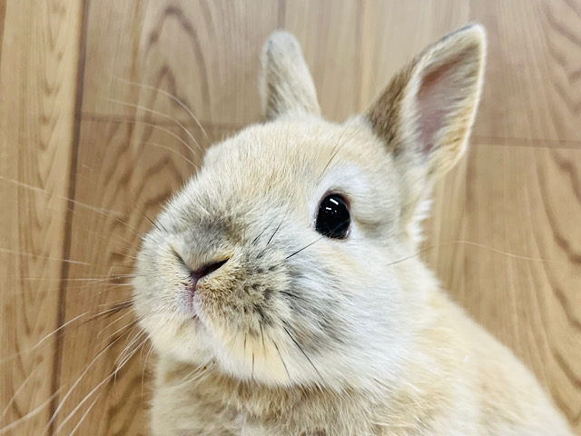 【最新画像更新🪄】目を奪われるくらいの可愛さ♡ネザーランドドワーフ（トート）女の子