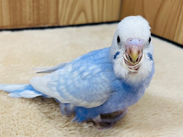 【最新画像更新🪄】まだまだたくさん甘えたい♡セキセイインコ(ライラック) ヒナ