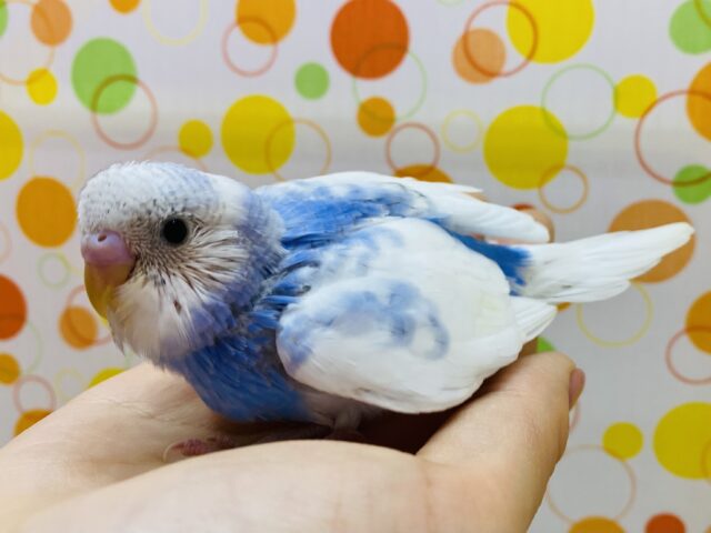 最新画像有り✨わたわたで白が多めの可愛いコ😍セキセイインコのパイド！！