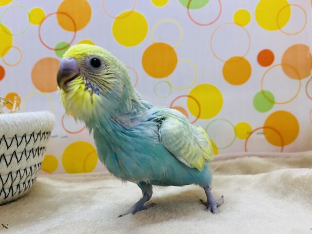 最新画像有ります‼️淡いグリーンが可愛すぎますっ😍セキセイインコのパステルカラーレインボー！！