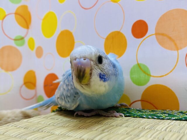 最新画像有り⭐️綺麗な模様で優しいお色のコ♪セキセイインコのスパングル！！