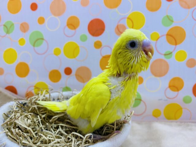 最新画像有り❗️全身真っ黄色の元気イエロー⭐️セキセイインコのダブルファクター！！