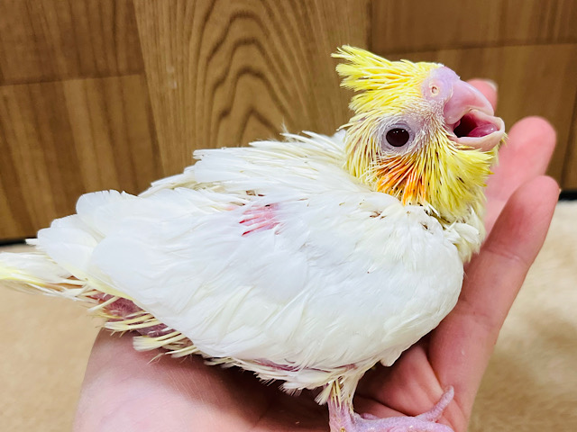 ベビベビちゃん🐣♡1番人気のカラーです◎オカメインコ(ルチノー) ヒナ
