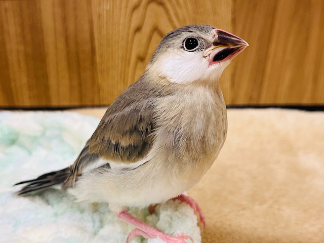 【最新画像更新🪄】お池にハマった文鳥さん♪桜文鳥 ヒナ